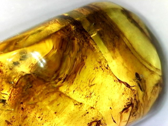 Types of Amber With Photos - Geology In