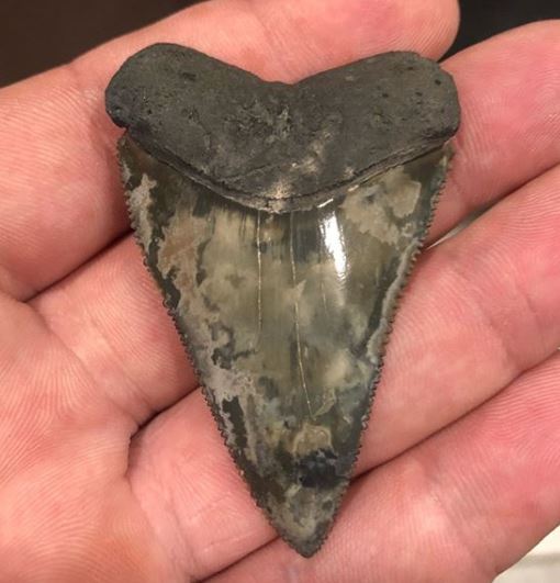 Great White Shark Tooth Florida - Virtual Museum of Geology